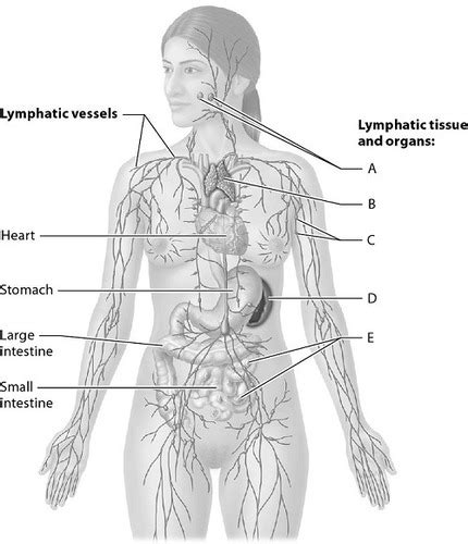 ch 20 quizlet|chapter 20 lymphatic system quizlet.